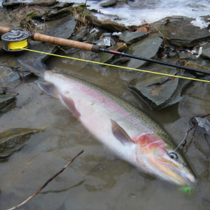 R-Dub Outdoors: Salmon and Steelhead Fishing Rods