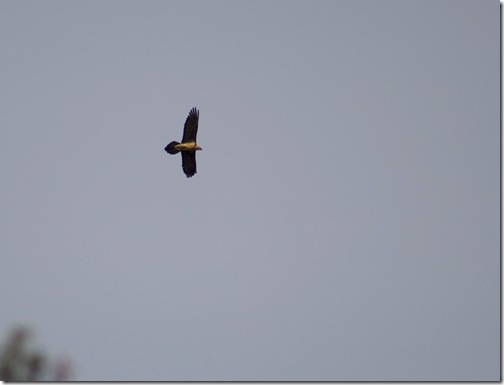 IMG_0058 IMG_0058