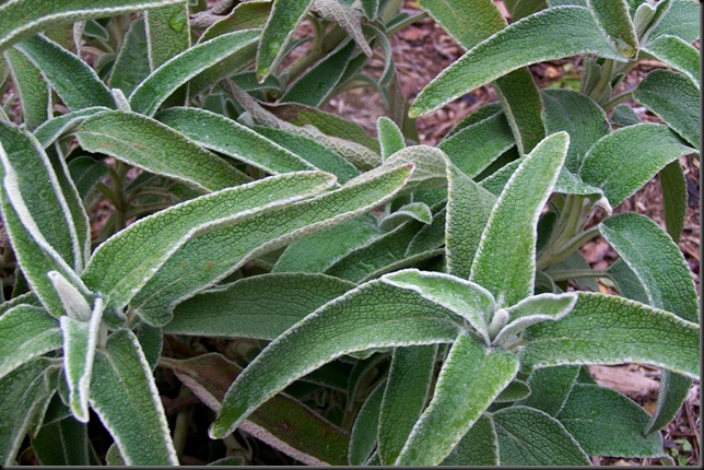 jeruselum sage