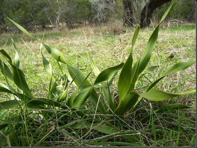 twisted leaf yucca 2-12-10