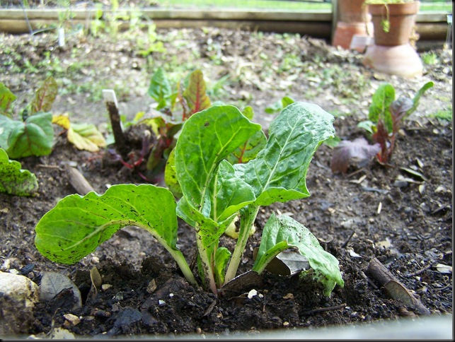 swiss chard 2-12-10