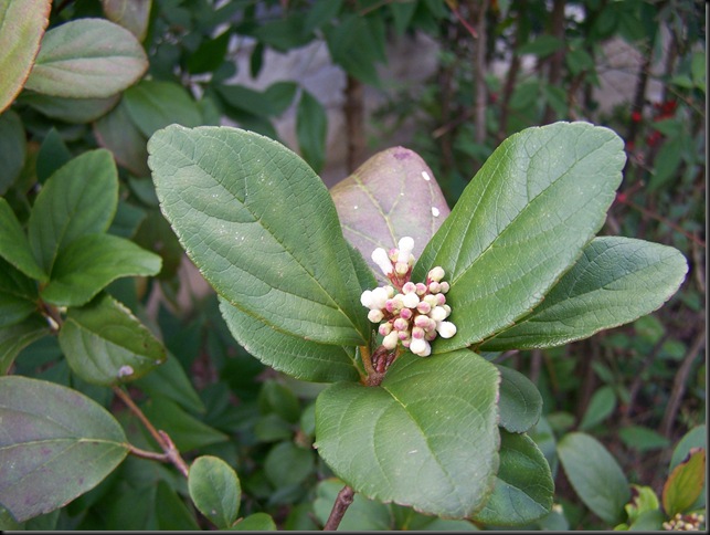 viburnum buds