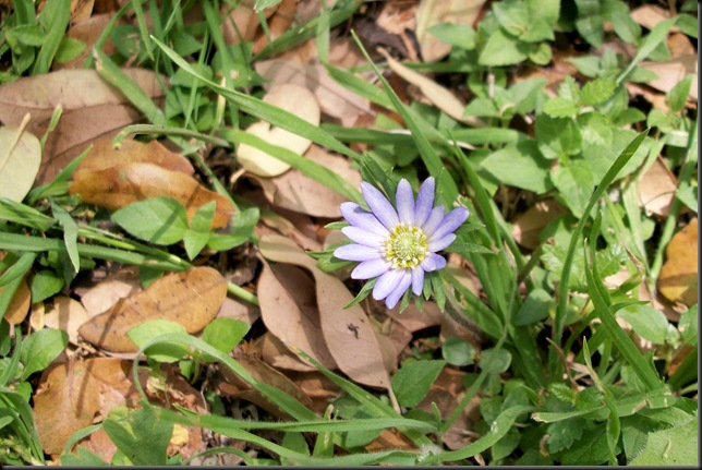 windflower anemone heterophylla purple 4-5-10