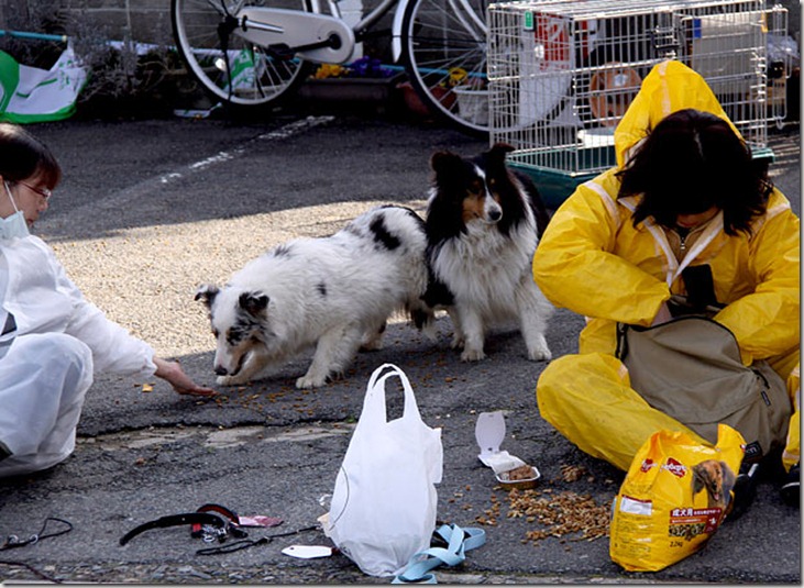 Japan Earthquake Dog Rescue