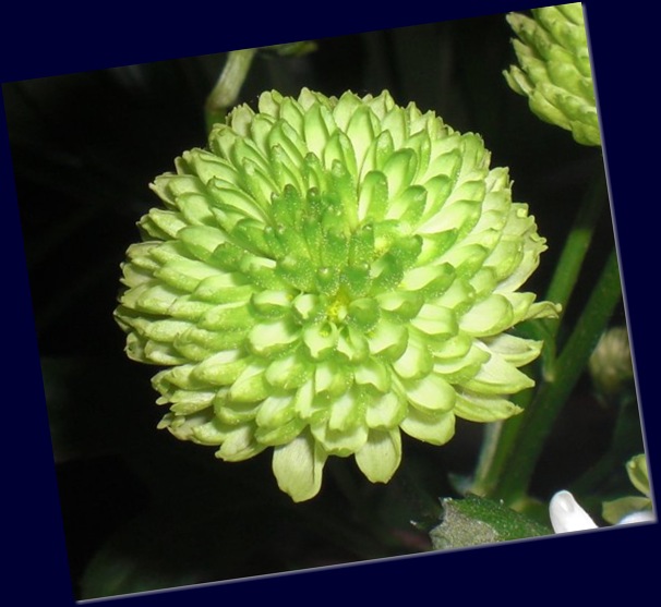 flower1