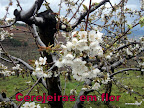 Cerejeiras em Flor Slideshow