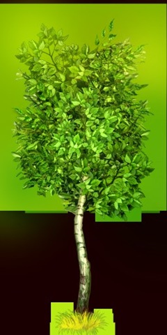 [_a_tree5[2].jpg]