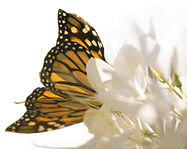 [butterfly[2].gif]