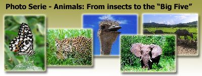Animals