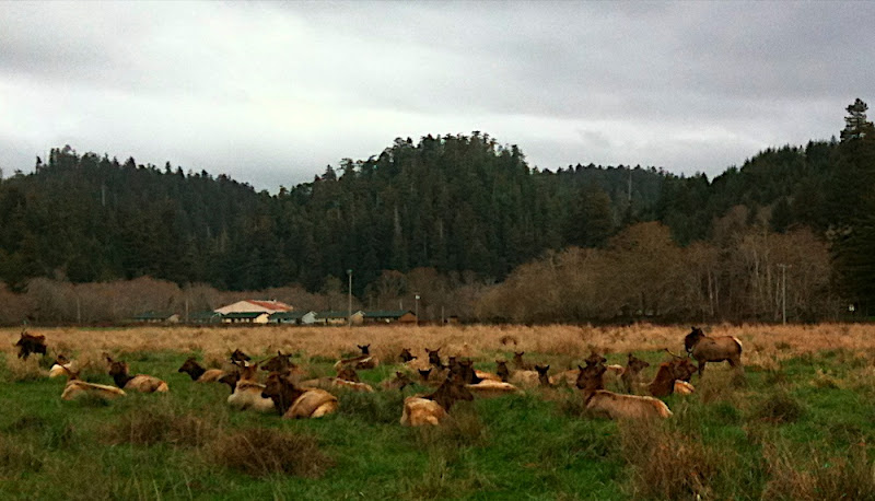Elk