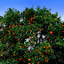 Oranges