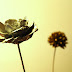 Silver or Gold