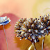 Flower Blurs