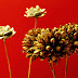 Gold on Red