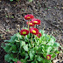 Red & Yellow Red & Yellow
