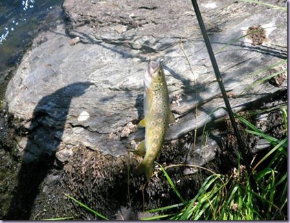 clip_image009 clip_image009