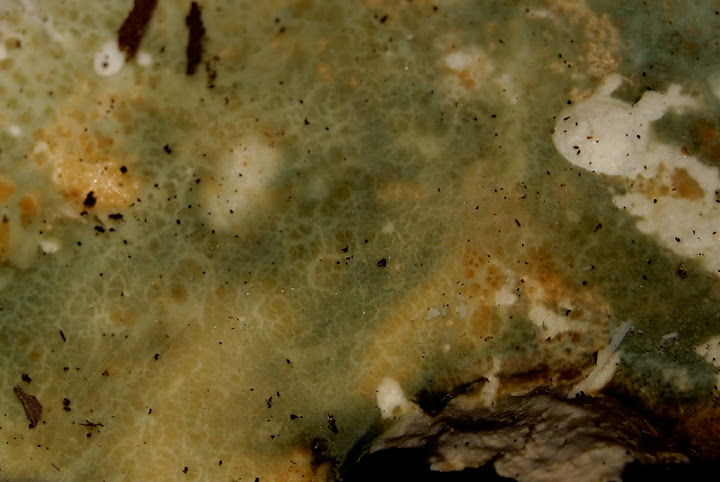 Russola virescens