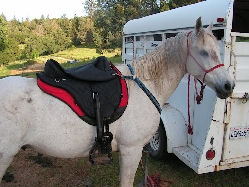 Saddles Plus