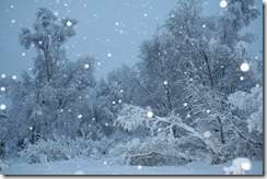 wintersnow 004