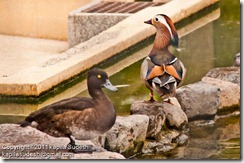 DSC_2291 DSC_2291