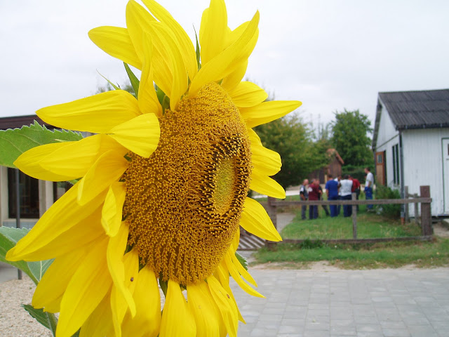 Zonnebloem
