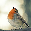 Robin