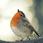 Robin