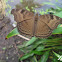 Chocolate Pansy