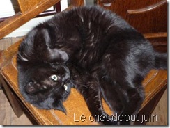 Le chat début juin en plein forme Le chat début juin en plein forme