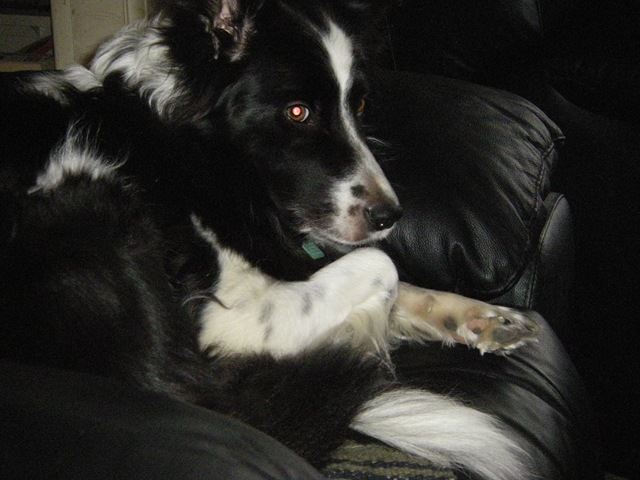 [Jazz on chair[3].jpg]