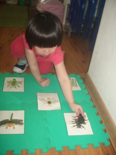 工作-昆蟲模型與卡片