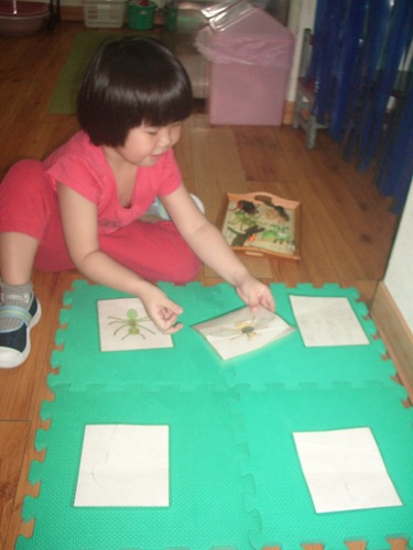 工作-昆蟲模型與卡片