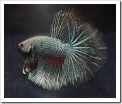 Betta-Fish-Picture-13 Betta-Fish-Picture-13