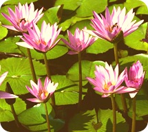 Water lilies