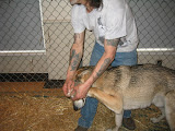 wolftalk9.jpg