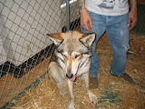 wolftalk10.jpg