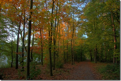 walldorf wald fall path_2625 (1280x853) walldorf wald fall path_2625 (1280x853)