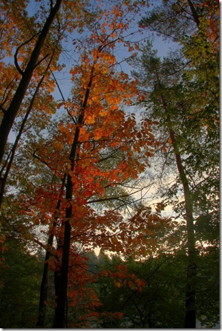 walldorf wald fall tree_2622 (683x1024) walldorf wald fall tree_2622 (683x1024)