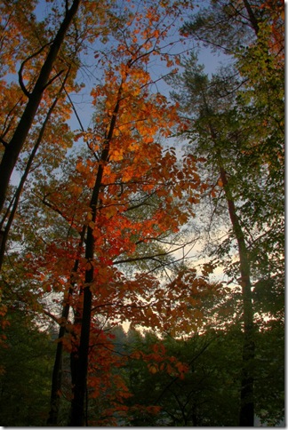 walldorf wald fall tree_2622 (683x1024)