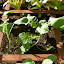 Broccoli Raab (Rapini)