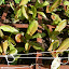 Lettuce (Romaine Cimmaron)