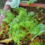 Snow Pea (Oregon Sugar Pod II)