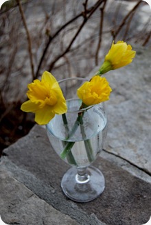 daffodils