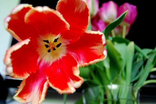 [tulipsfromdowntown[3].jpg]
