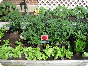 tomatobushesgrow