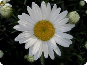 whiteflower