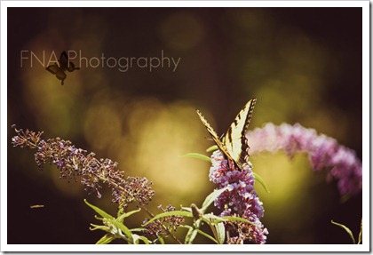 butterfly-7 butterfly-7