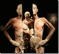 bodies1