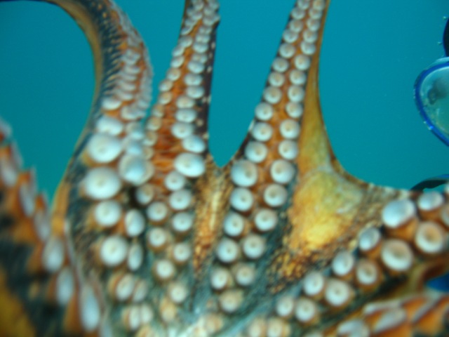 [Octopus (27)[3].jpg]