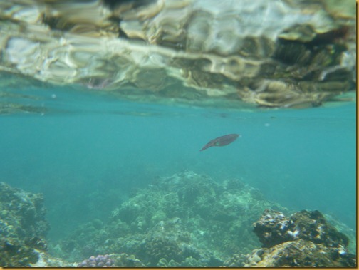 Snorkel at Keawakapu-58